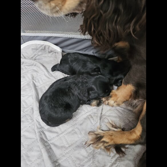 Mixed Breed