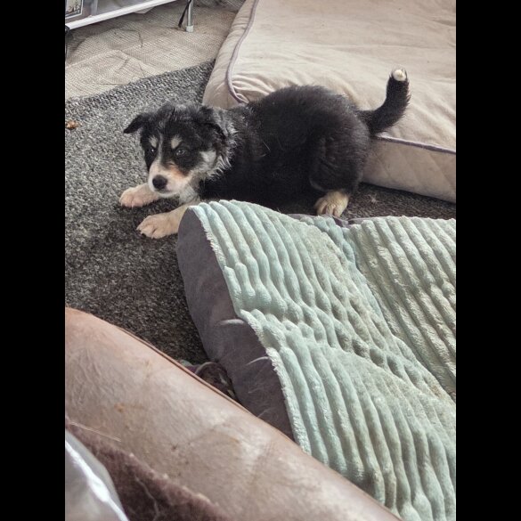 Border Collie