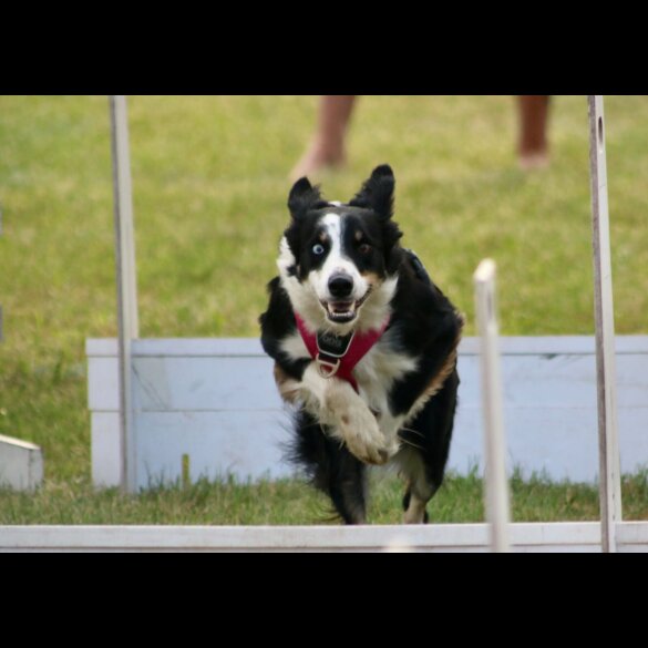 Border Collie