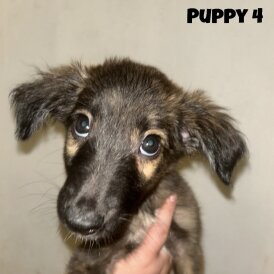 Mixed Breed