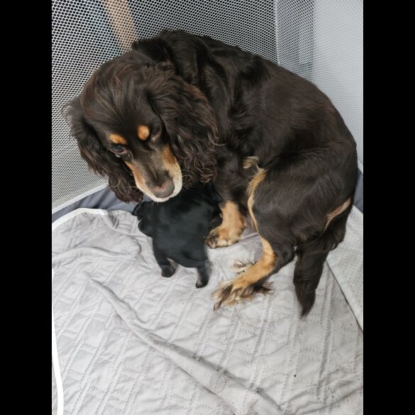 Mixed Breed
