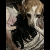 Mixed Breed