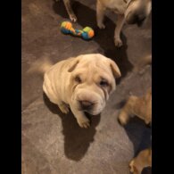 Shar Pei