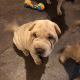 Shar Pei