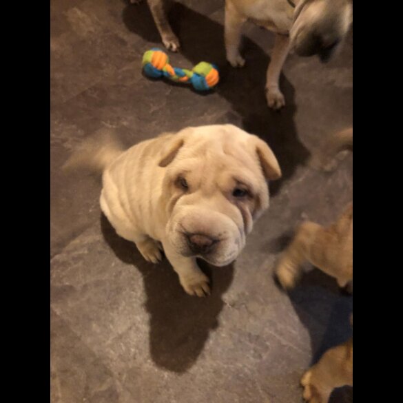 Shar Pei