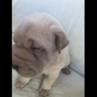 Shar Pei