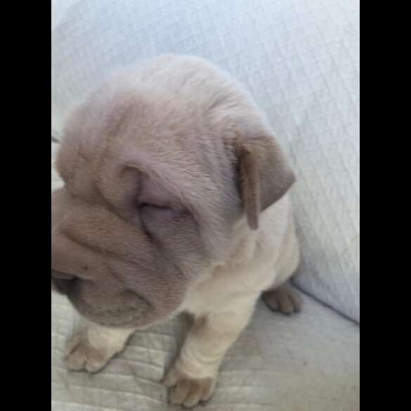 Shar Pei