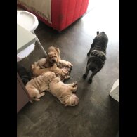 Shar Pei