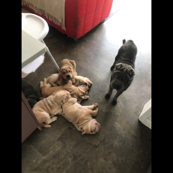 Shar Pei