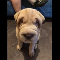 Shar Pei