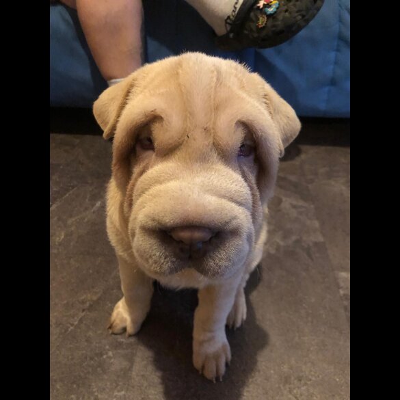 Shar Pei