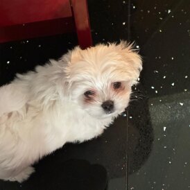 Maltese