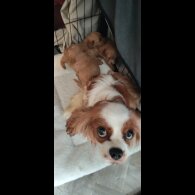 Cavapoo
