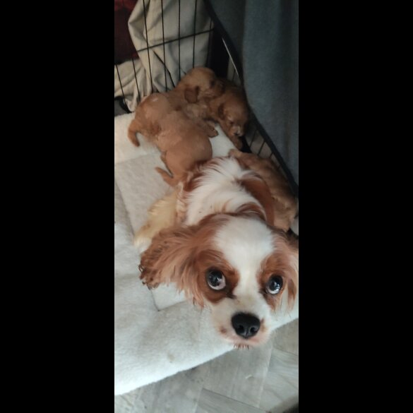 Cavapoo