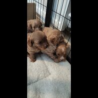 Cavapoo