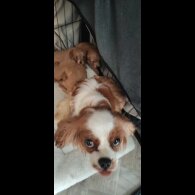 Cavapoo
