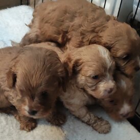 Cavapoo