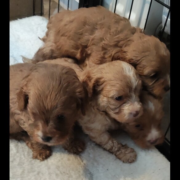 Cavapoo