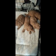 Cavapoo