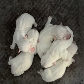 West Highland White Terrier