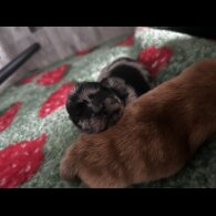 Chow Chow