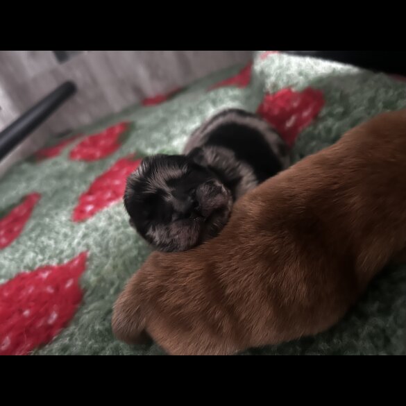 Chow Chow