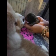Chow Chow