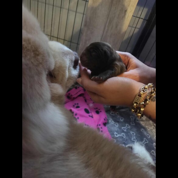Chow Chow
