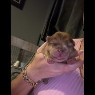 Chow Chow