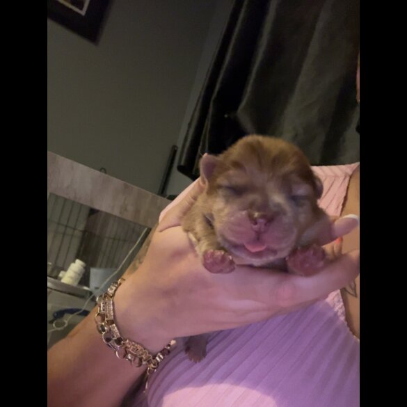 Chow Chow