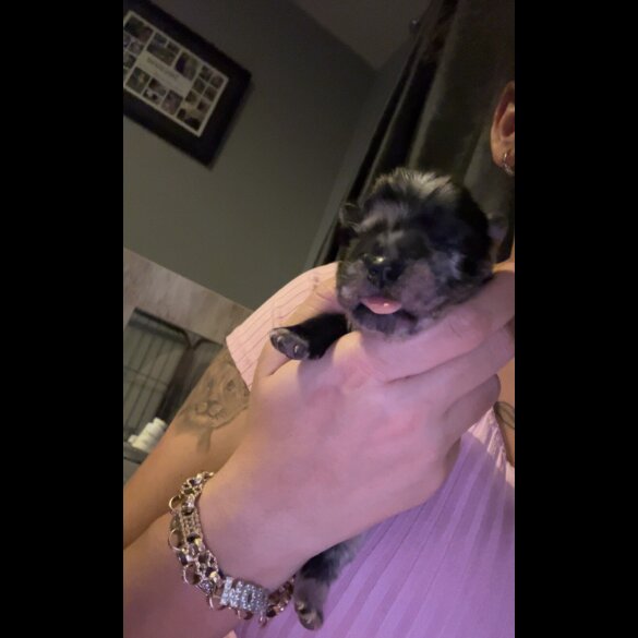 Chow Chow
