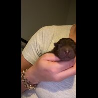Chow Chow