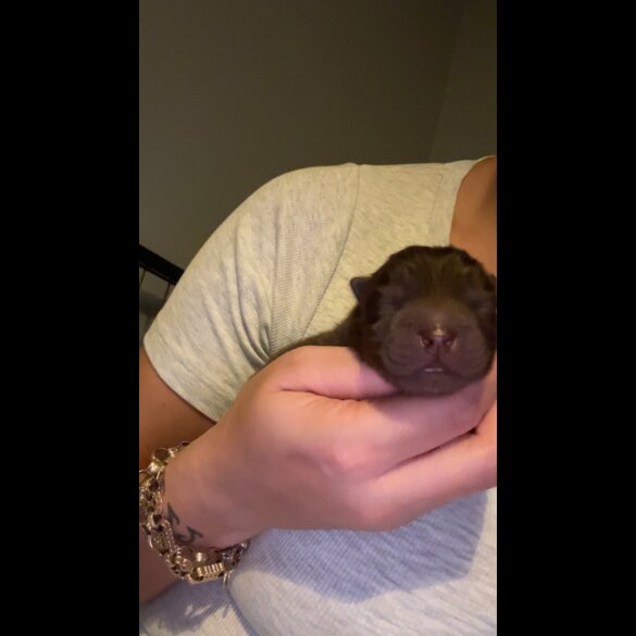 Chow Chow