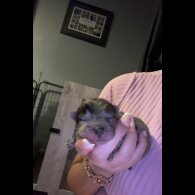 Chow Chow