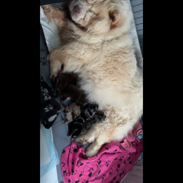 Chow Chow