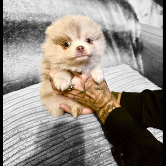 Pomeranian