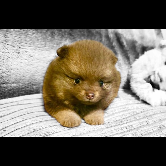 Pomeranian