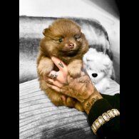 Pomeranian