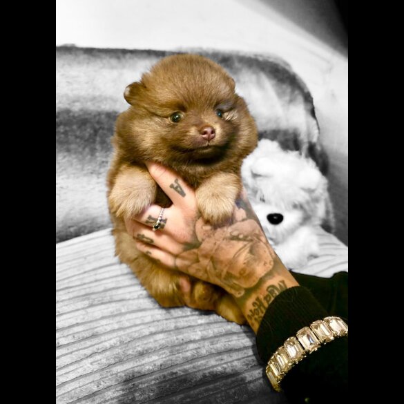 Pomeranian