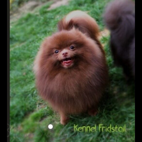 Pomeranian