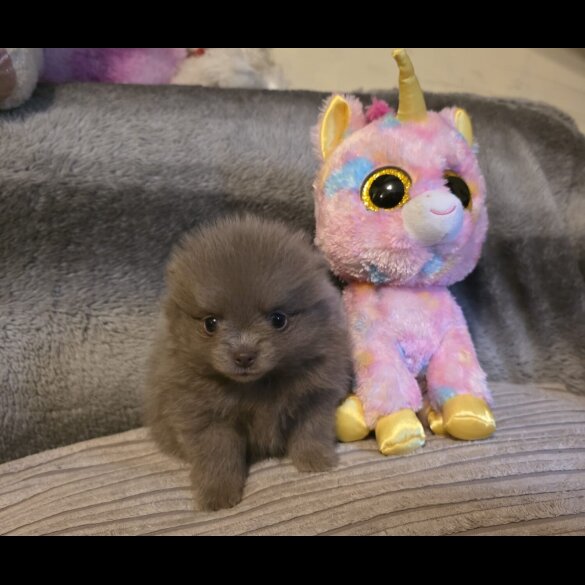 Pomeranian