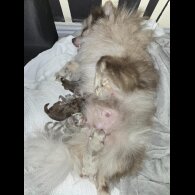 Pomeranian