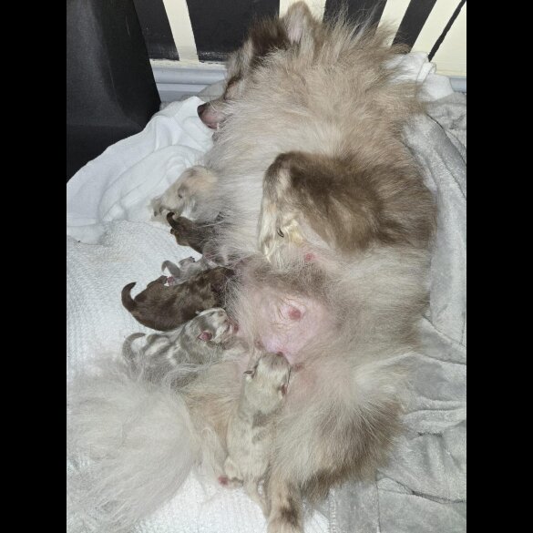 Pomeranian