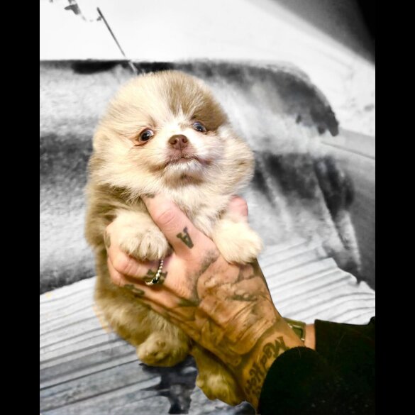 Pomeranian