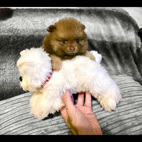 Pomeranian