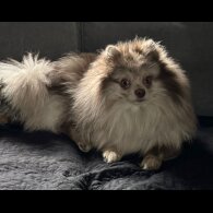 Pomeranian
