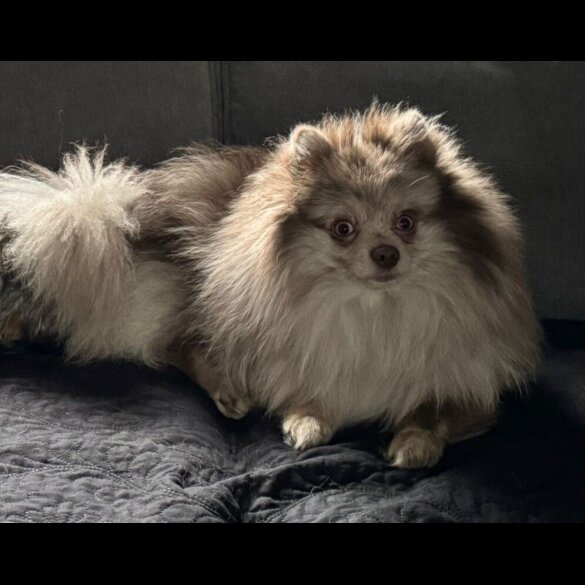 Pomeranian