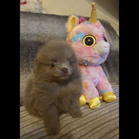 Pomeranian