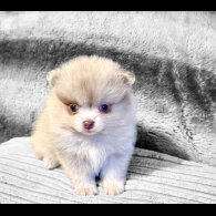 Pomeranian