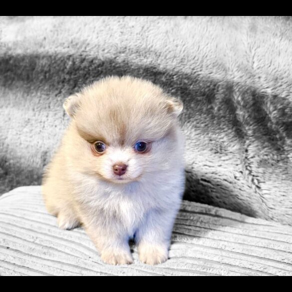 Pomeranian